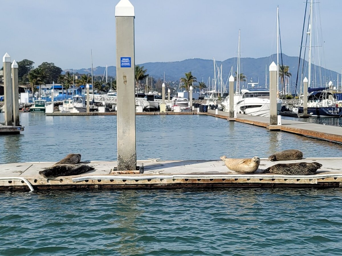 Sailing Memo Boat Charters (Sausalito) All You Need to Know BEFORE You Go