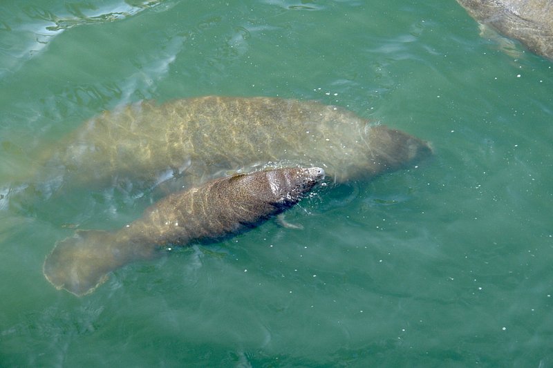 An adult manatee and its calf swim in blue-green water
