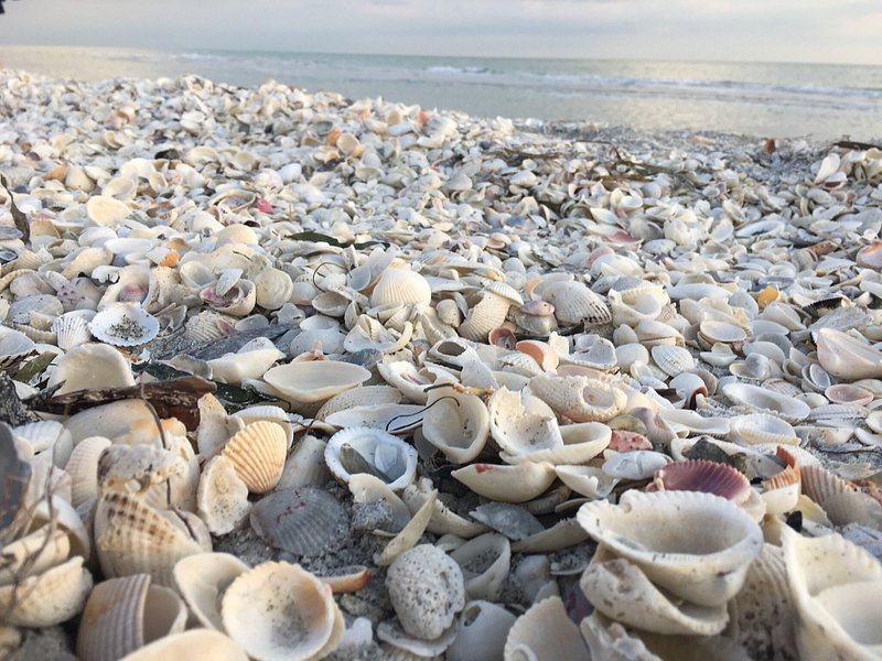 A thick layer of sun-bleached seashells line the beach at Sanibel Island