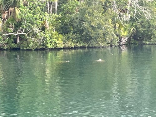 Homosassa review images