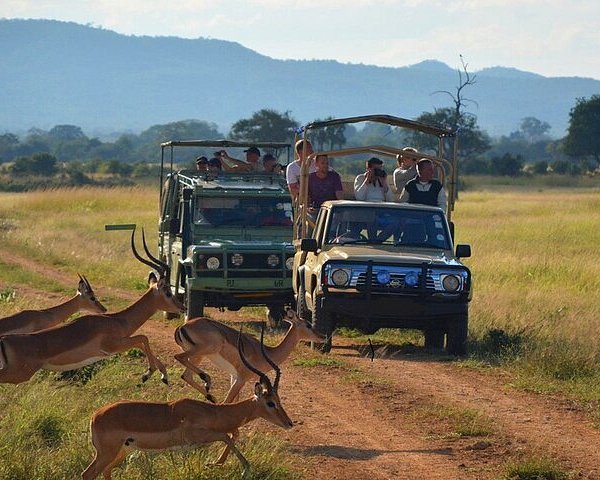 Phezulu Safari Park Durban All You Need To Know Before You Go