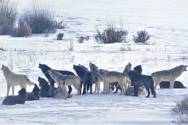 3 All-weather Yard factory Wolves