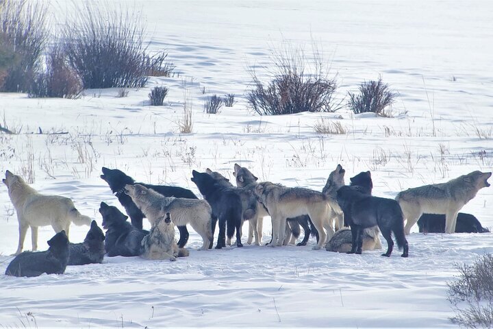 2024 PRIVATE Wolf & Wildlife Watching in Yellowstone's Lamar Valley