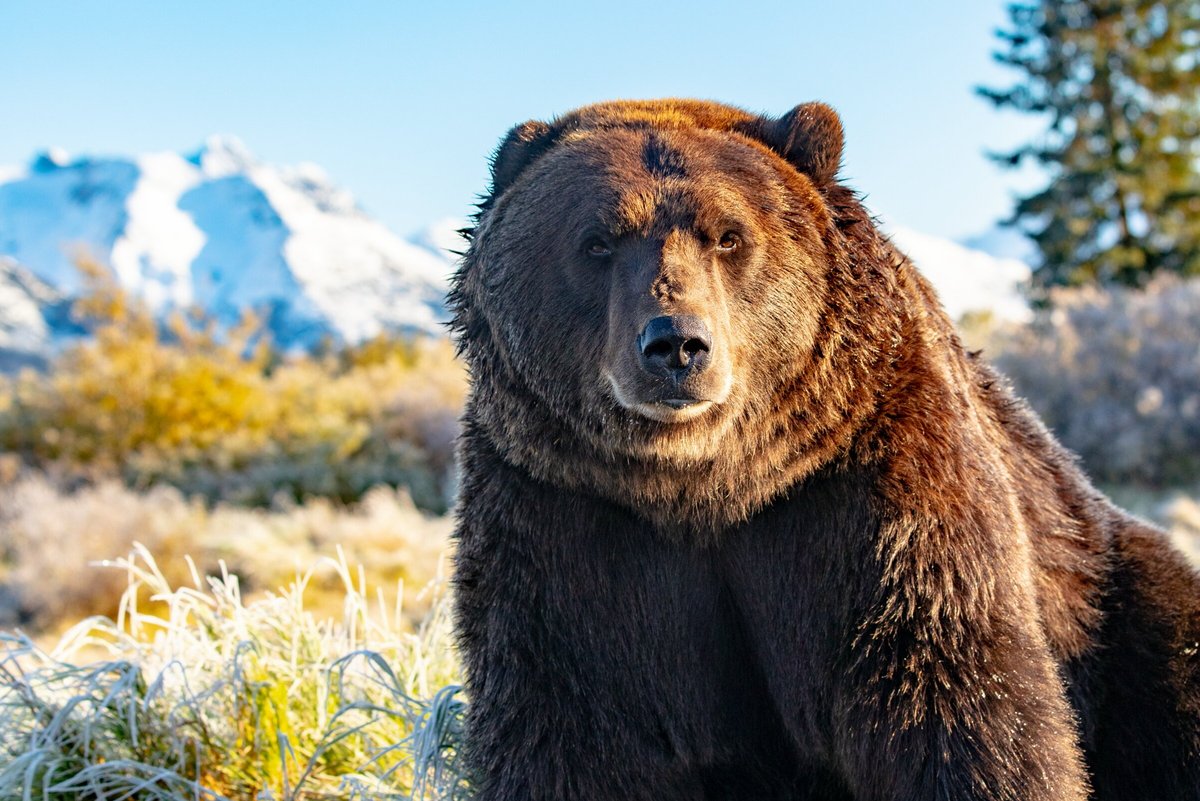 An Orphanage for Grizzly Bears, Nature and Wildlife