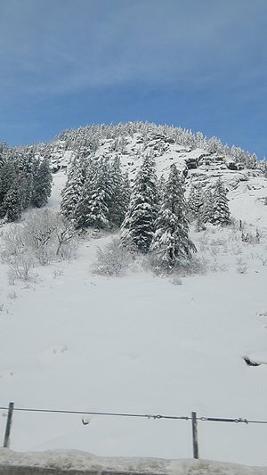 are dogs allowed at snoqualmie pass