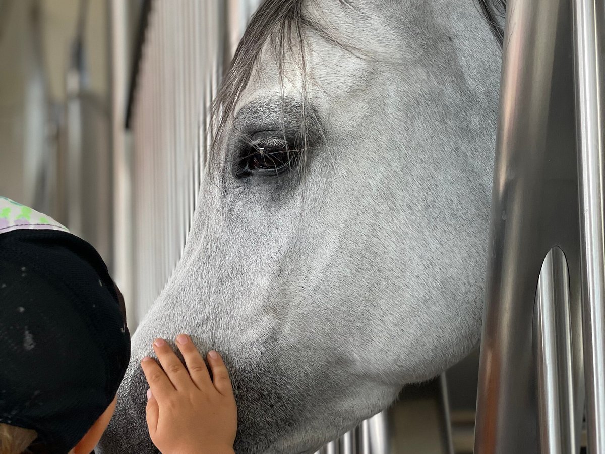 Al Shaqab, Доха: лучшие советы перед посещением - Tripadvisor