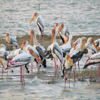 Pulicat Bird Sanctuary (Nellore District) - All You Need to Know BEFORE ...