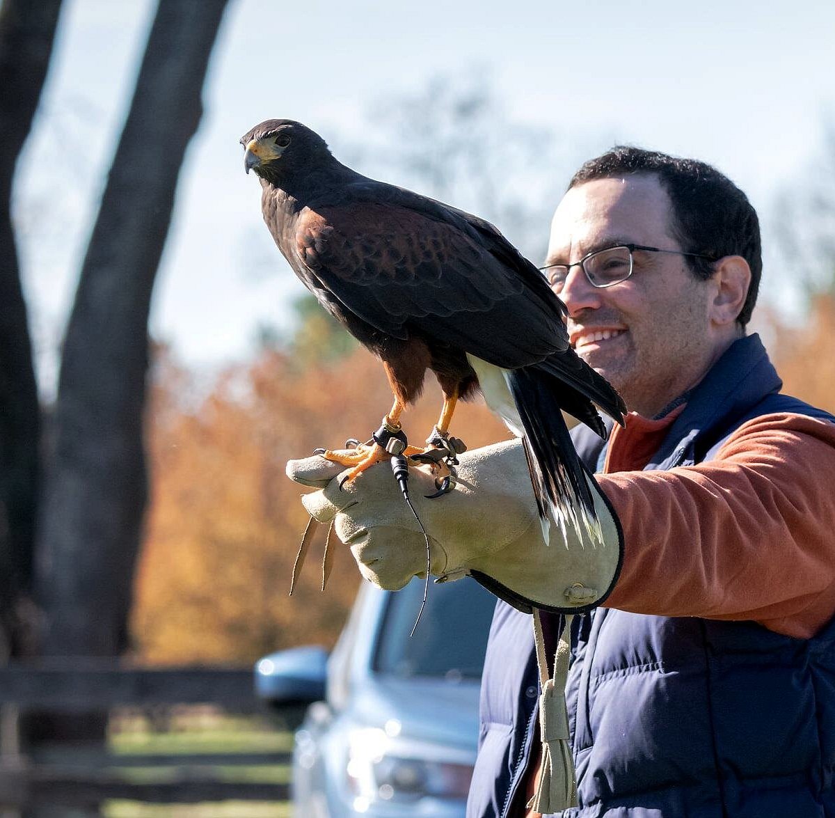 Birds of prey, masters of the skies