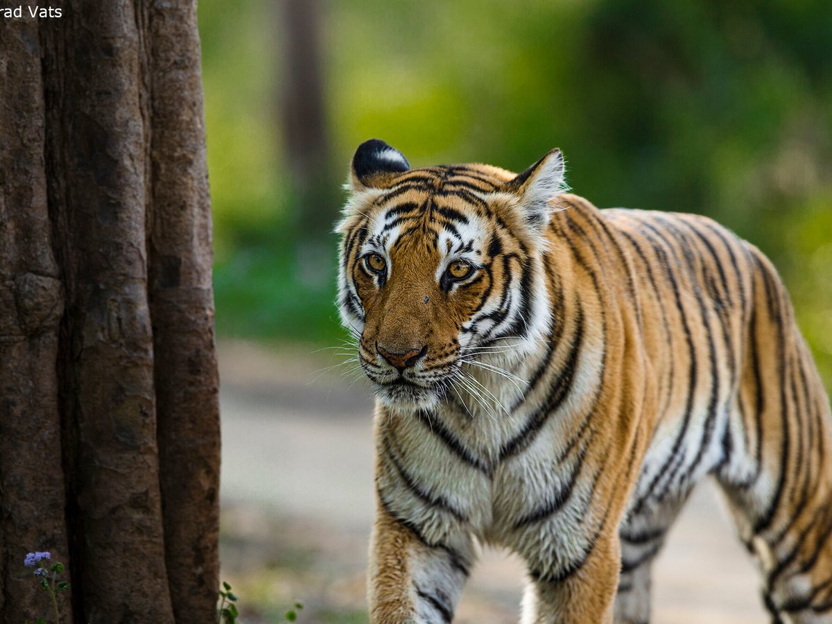 Safari in India: Meet the Royal Bengal Tiger