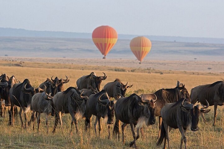 safari serengeti 2 jours