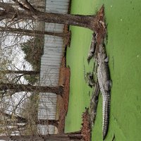 East Texas Gators and Wildlife Park (Grand Saline) - All You Need to ...