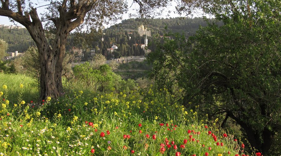 Ein Karem's surroundings