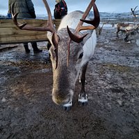 Tripadvisor | Tour Met Rendieren Voeren, Lassowerpen En Samische