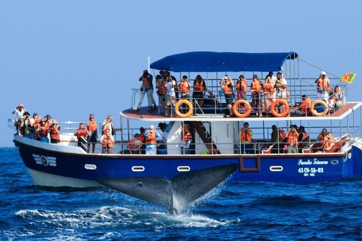 2023 Mirissa Whale Watching Day Trip From Bentota  Kalutara  Ahungalla 