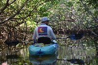 2024 Mangroves and Manatees - Guided Kayak Eco Tour
