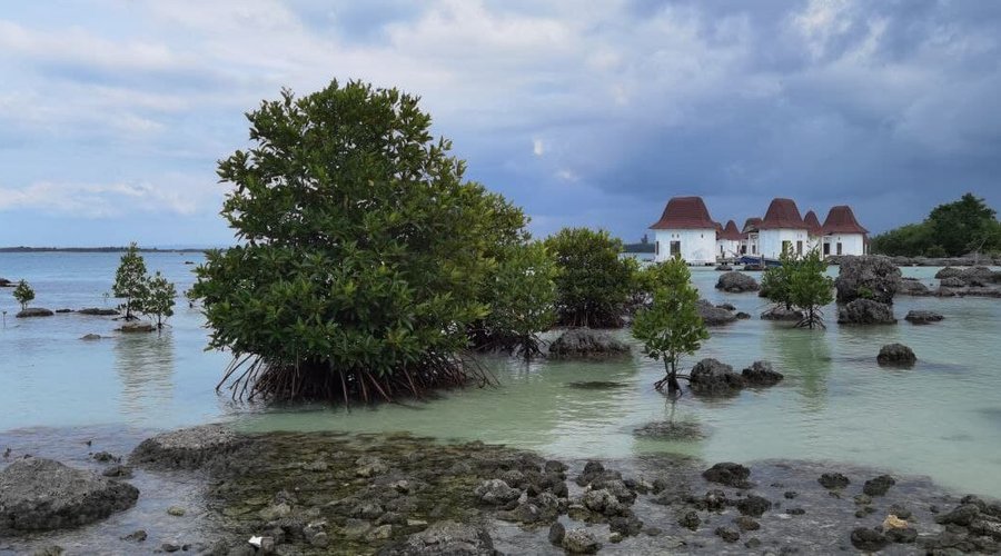 Rocky beach with mangrove trees