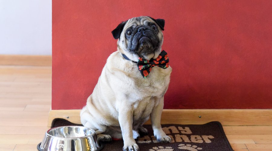 The Boss - Hector our Hotel Pug