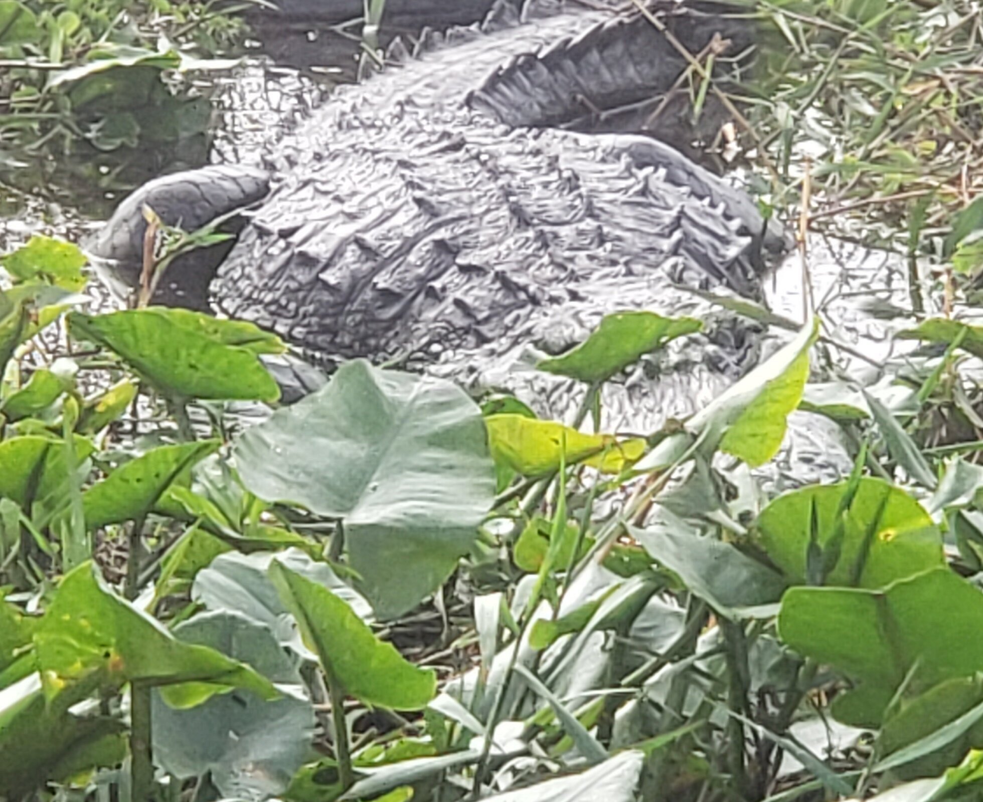 airboat tours lake placid fl