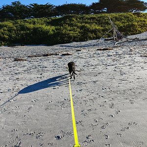 se permiten perros en point lobos