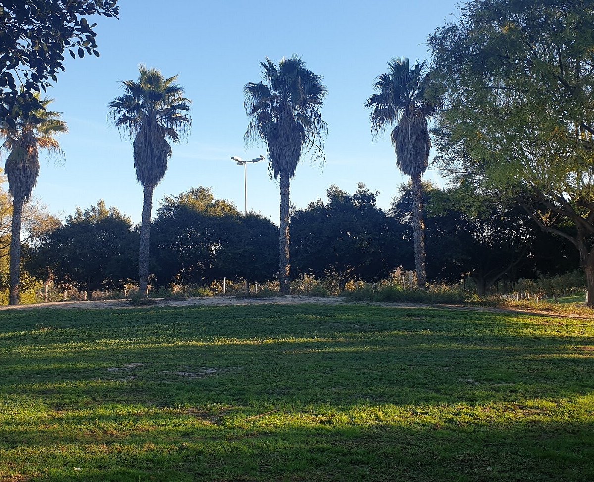 Los perros reivindican un espacio digno en el parque Sergio Melgares de  Playa de San Juan de Alicante - Información