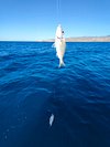 350 kg Bluefin Tuna - Cavalier & Blue Marlin Sport Fishing Gran Canaria