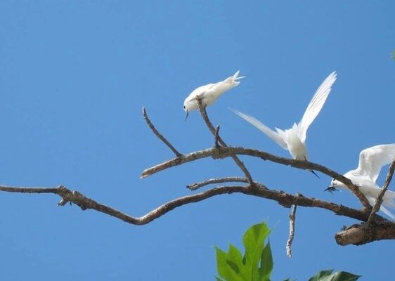 White tern 