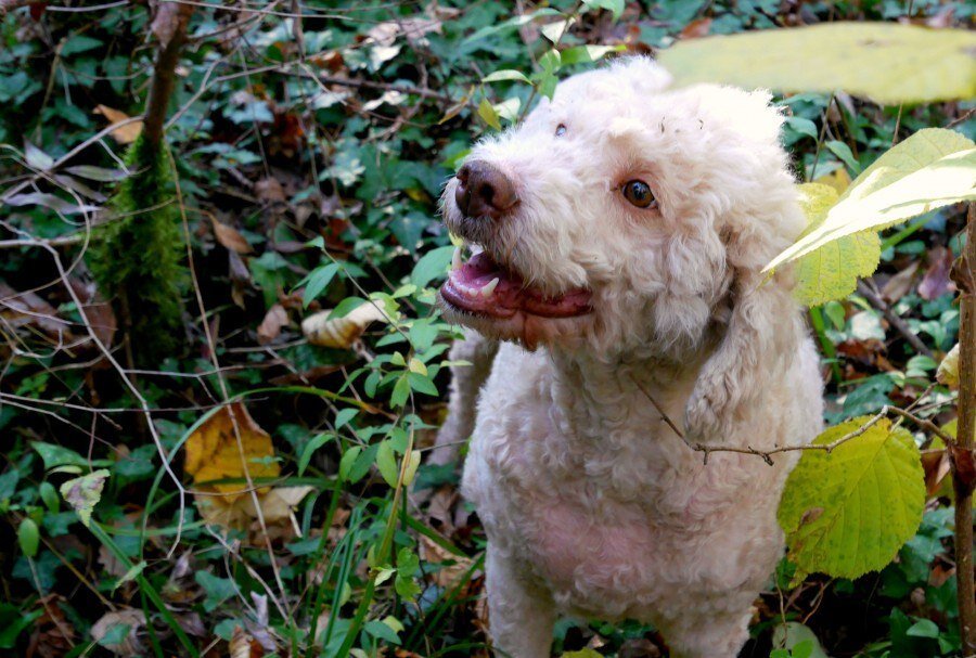 BENVENUTI - Lagotto Romagnolo