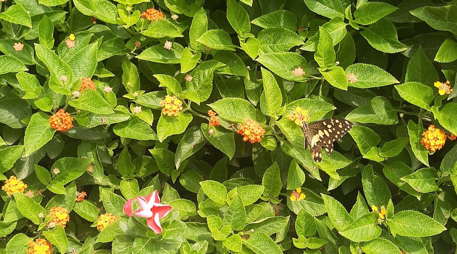 Seasons change and with it changes the landscape and fauna. 