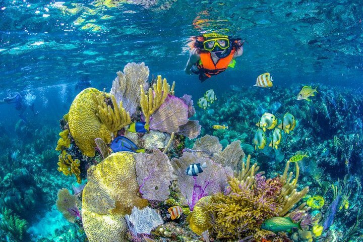 2023 Reef Snorkel In National Park In Puerto Morelos With Lunch And 