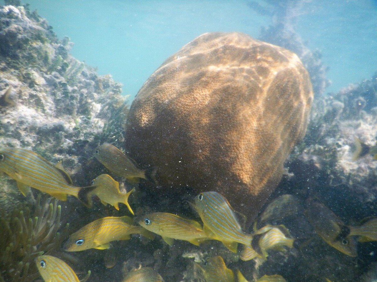 punta nizuc snorkeling cancun