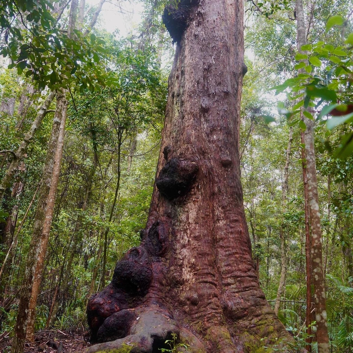 Middle Brother National Park (Johns River): All You Need to Know