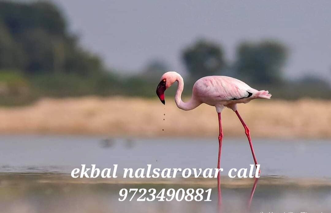 Ahmedabad-India Tour - One day private, guided tour to Nalsarovar bird  sanctuary.