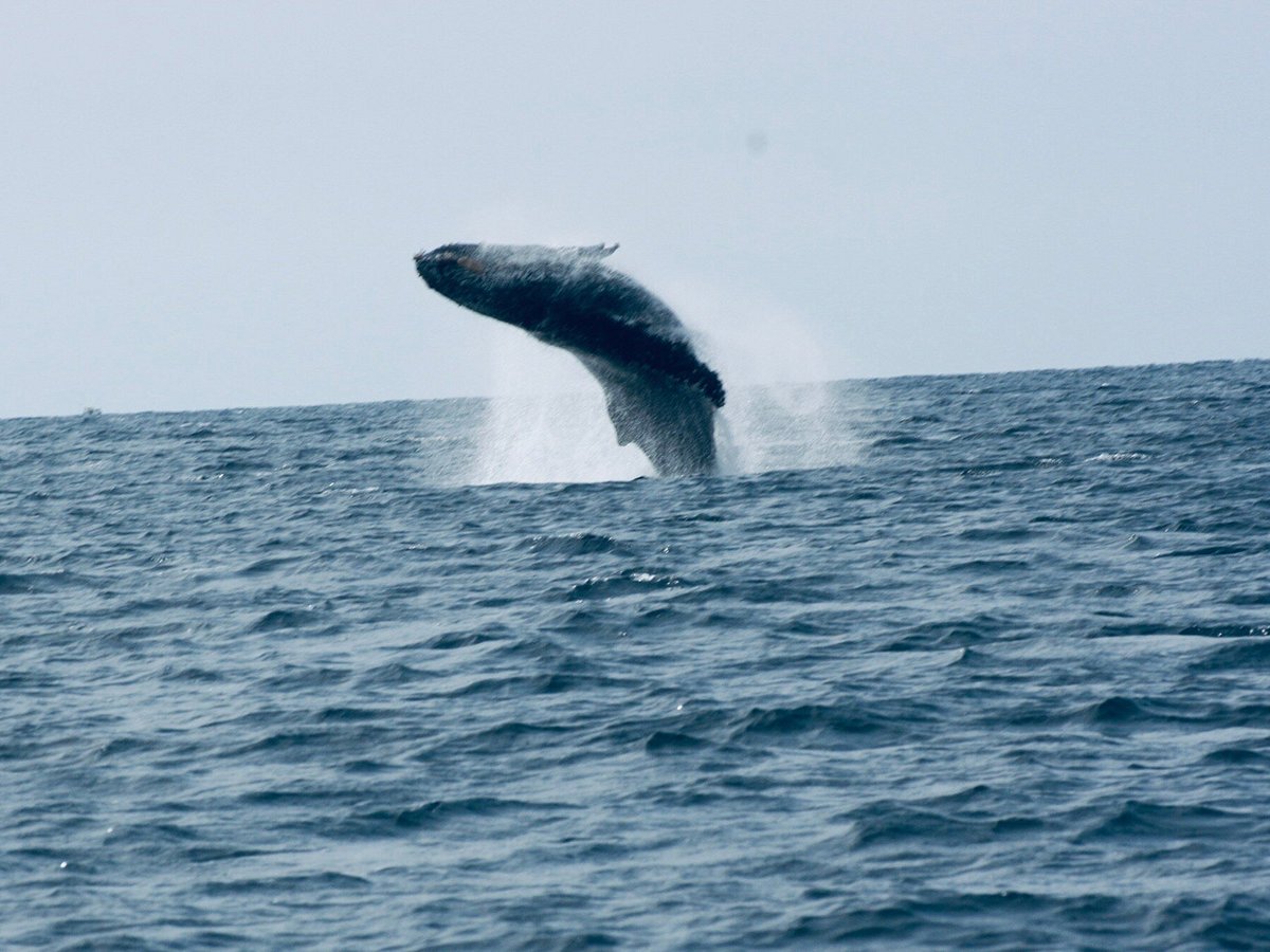 SALTY CABO Excursions (San Jose del Cabo) - All You Need to Know BEFORE ...