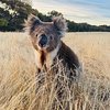Niley - The Koala