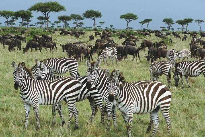 Join African Savanah image