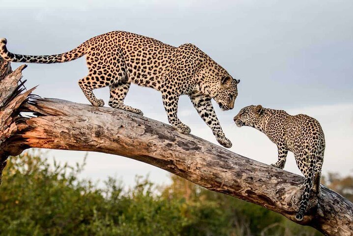 Tripadvisor | Safari D'une Journée Complète Au Parc National De Yala ...