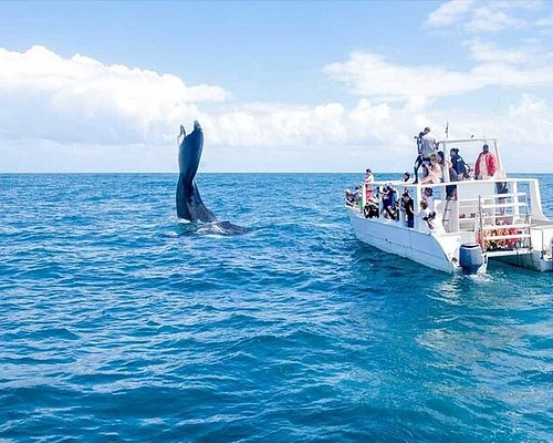 punta cana whale watching tour
