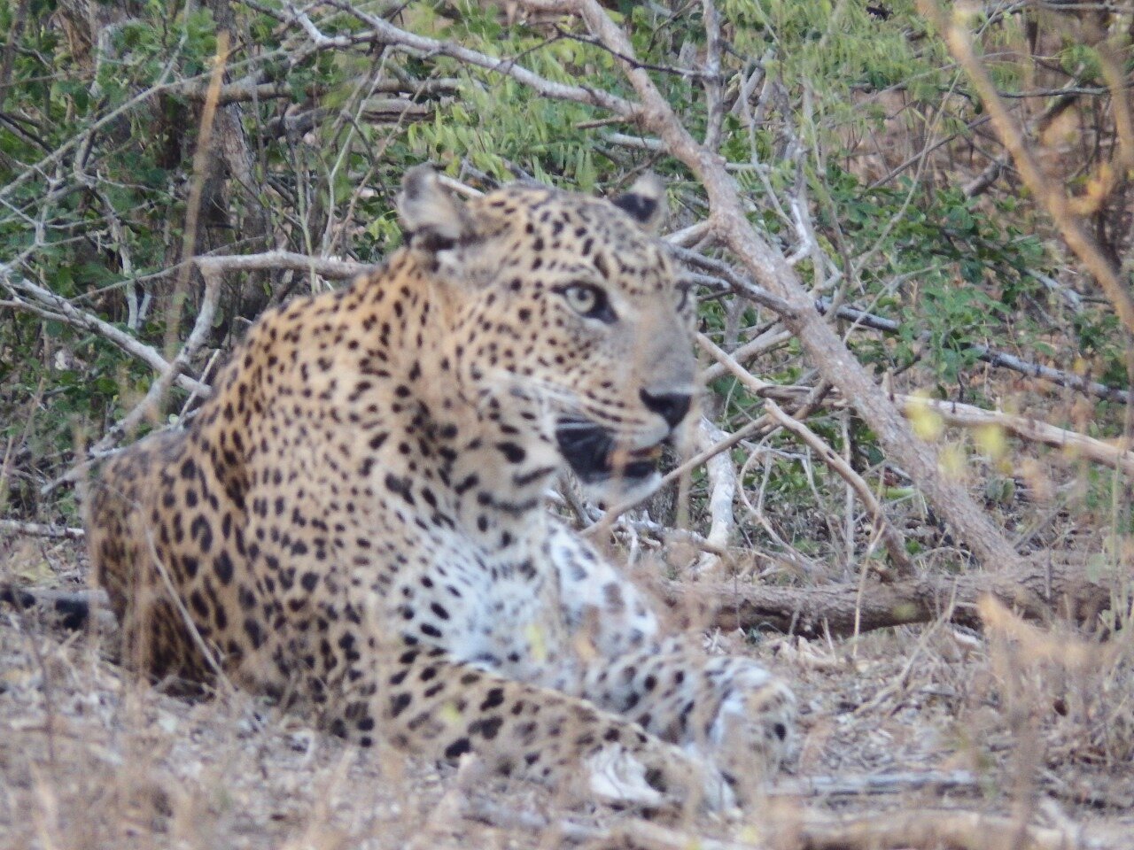 yala safari trip