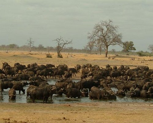 safari in hwange