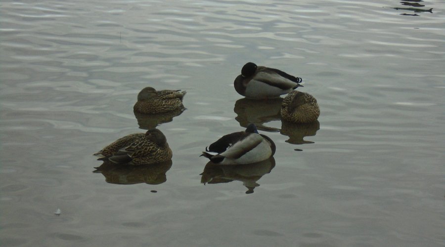 Ducks up close