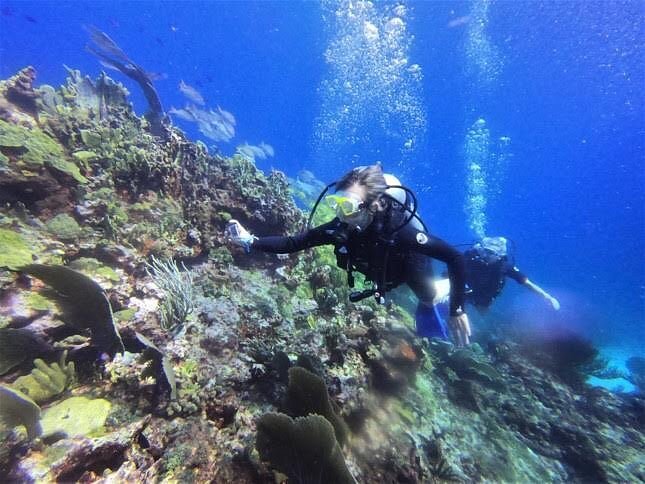 cancun diving reviews