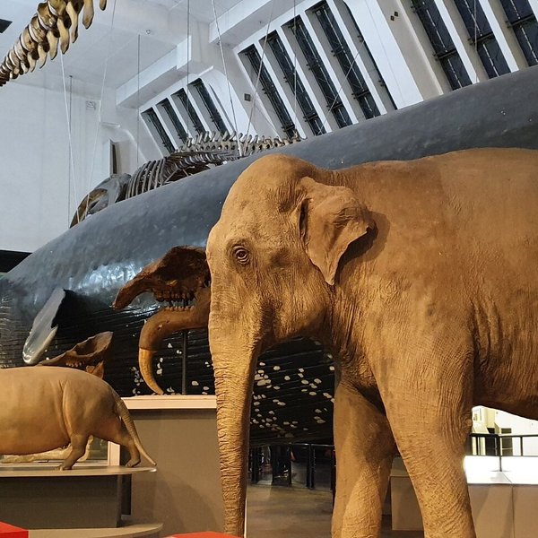 NATURAL HISTORY MUSEUM (London) - All You Need to Know BEFORE You Go