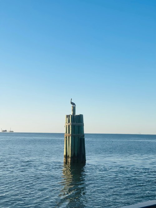 Dauphin Island review images