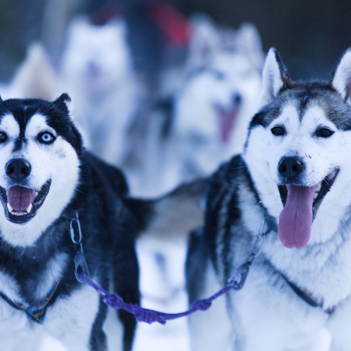 Husky Safari Finland