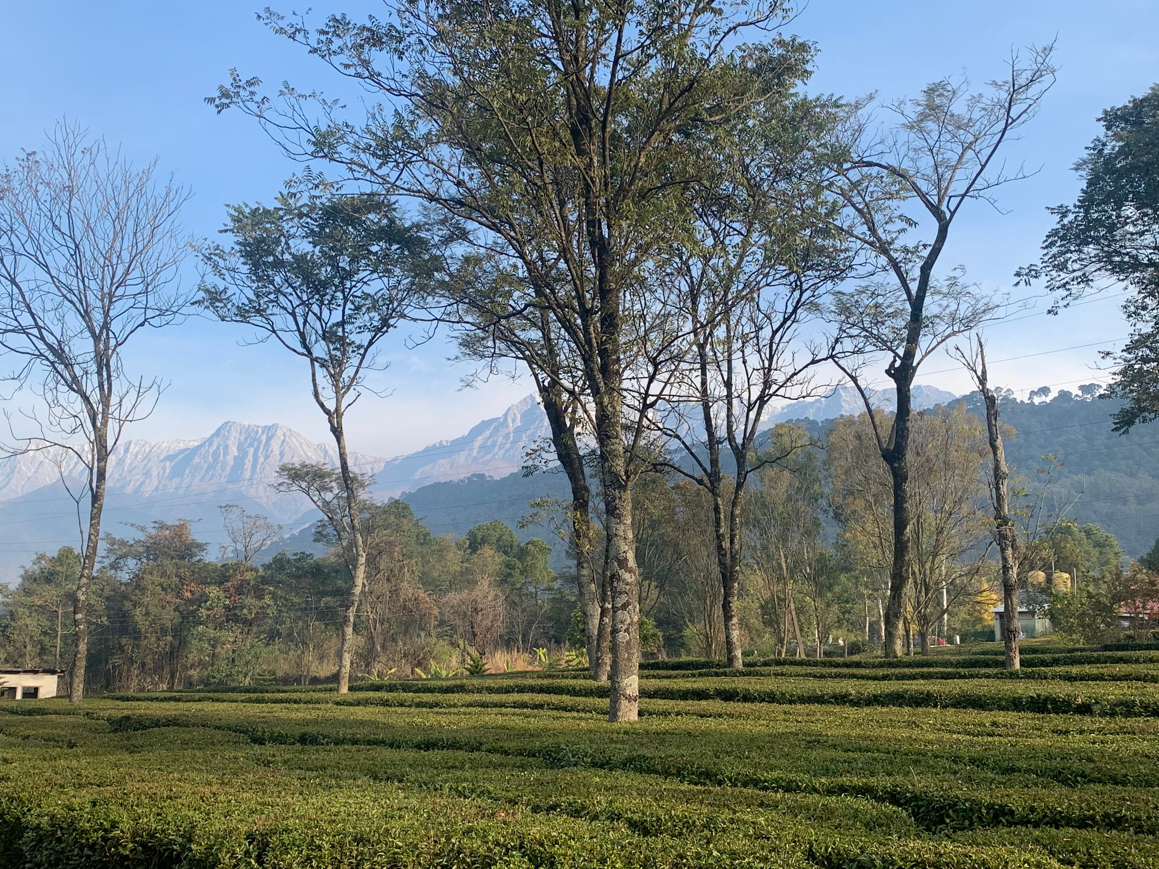 DARANG TEA ESTATE - Updated 2024 Hotel Reviews (Kangra, Himachal ...