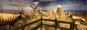 Woolaroc Museum & Wildlife Preserve - All You Need to Know BEFORE You ...