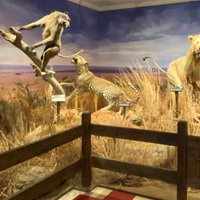 Woolaroc Museum & Wildlife Preserve - All You Need To Know Before You 