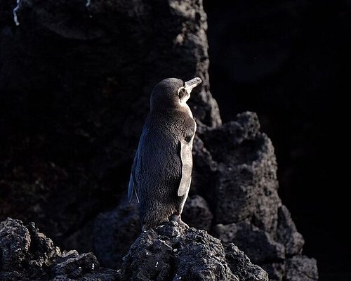 galapagos tour guide