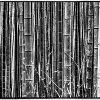 Bamboo Forest Street (Kyoto) - All You Need to Know BEFORE You Go