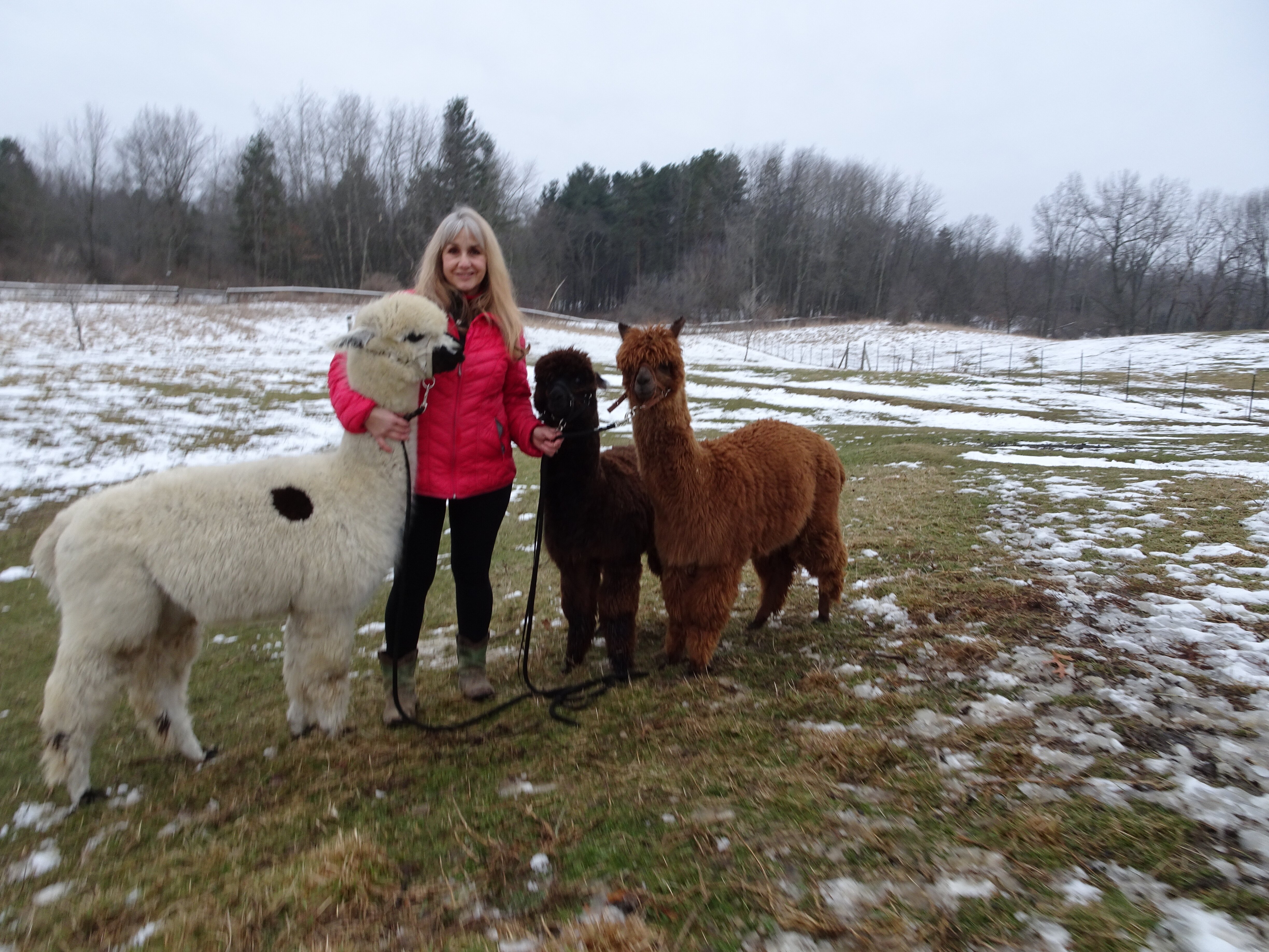 BOOKMARK ALPACAS All You Need to Know BEFORE You Go with Photos